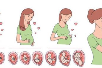 Формирование человека от сперматозоида до рождения