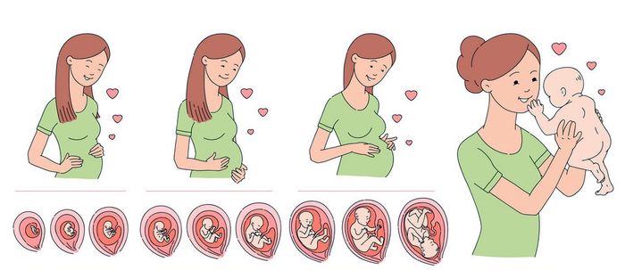 Формирование человека от сперматозоида до рождения