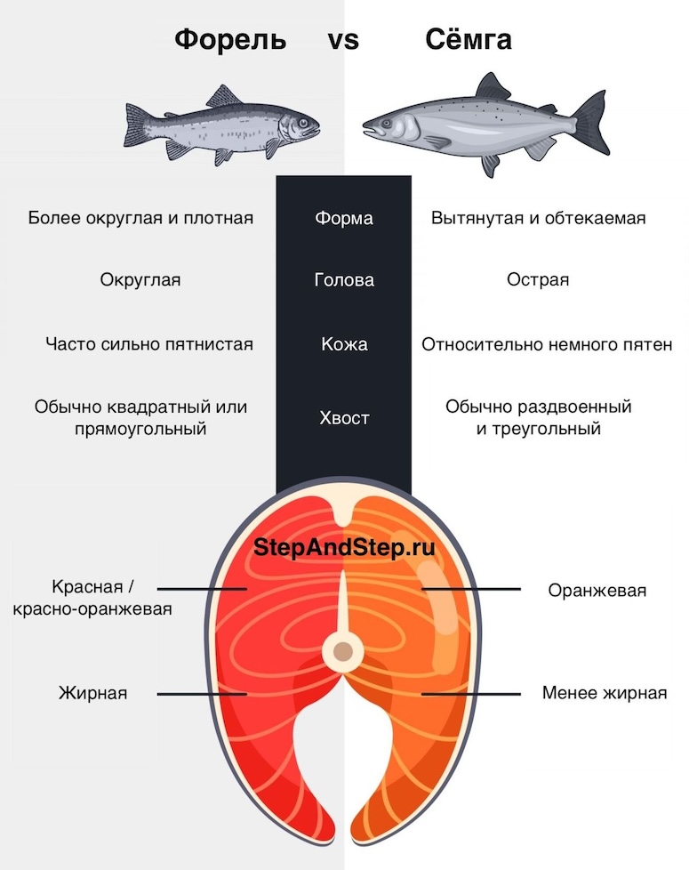 Виды Форели И Чем Они Отличаются Фото