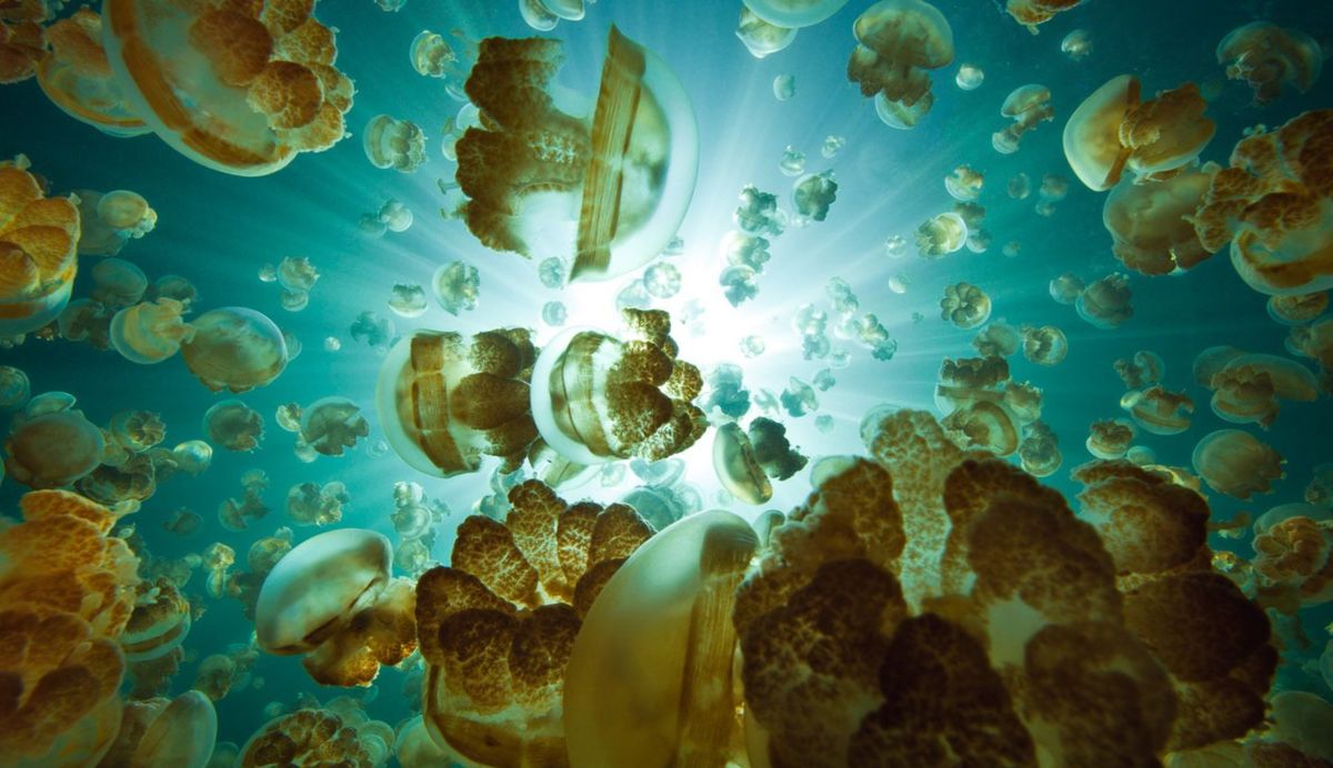 Миллионы медуз в воде озера на востоке острова Эйл-Малк 