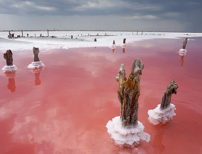 Сиваши с розовой водой