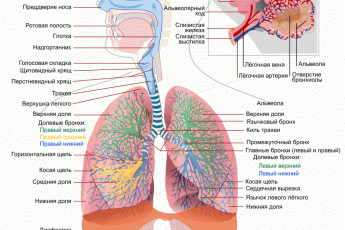 Схема дыхательной системы человека