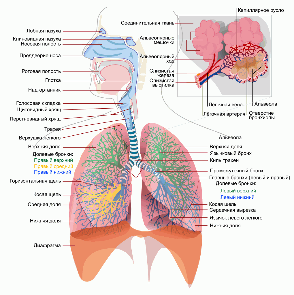 Схема лёгких и дыхательной системы человека.