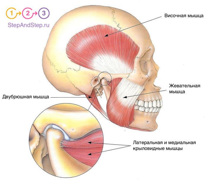 Жевательные мышцы человека